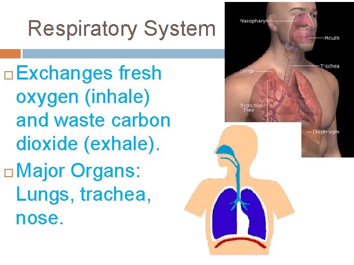 Respiratory System Exchanges fresh oxygen (inhale) and waste carbon dioxide (exhale). Major Organs: Lungs,