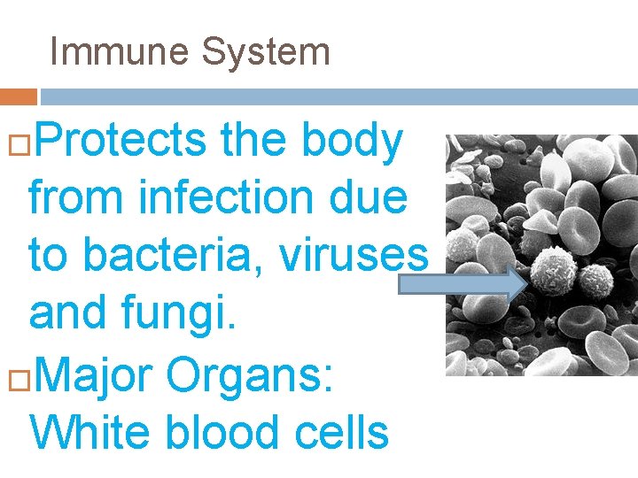Immune System Protects the body from infection due to bacteria, viruses and fungi. Major