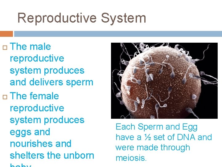 Reproductive System The male reproductive system produces and delivers sperm The female reproductive system