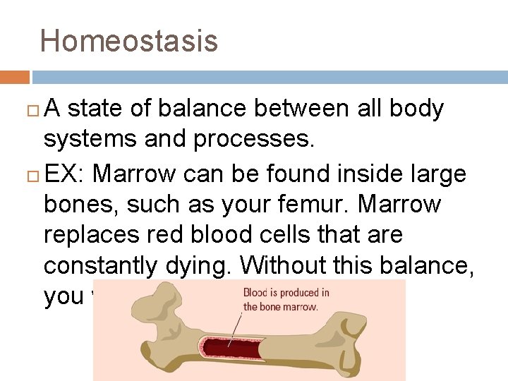 Homeostasis A state of balance between all body systems and processes. EX: Marrow can