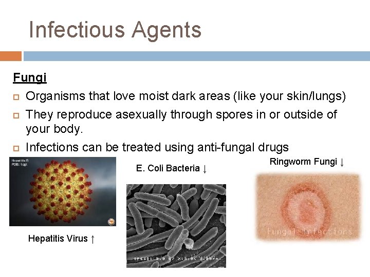 Infectious Agents Fungi Organisms that love moist dark areas (like your skin/lungs) They reproduce