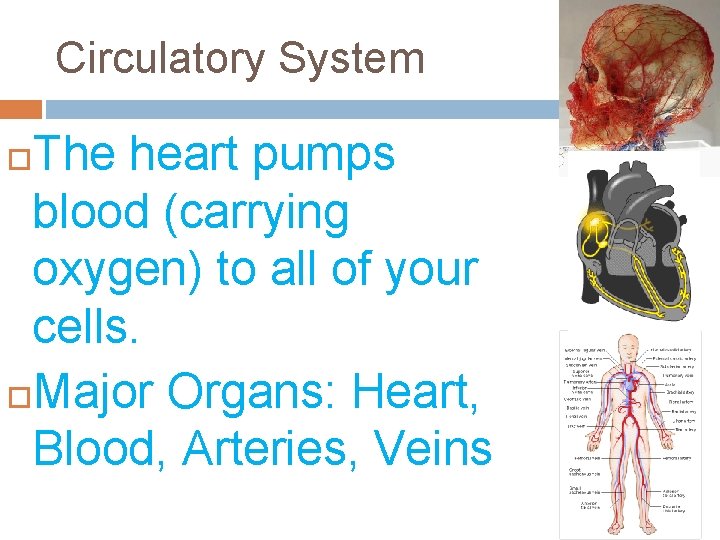Circulatory System The heart pumps blood (carrying oxygen) to all of your cells. Major