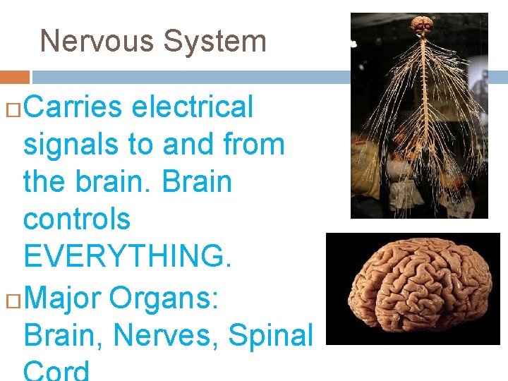 Nervous System Carries electrical signals to and from the brain. Brain controls EVERYTHING. Major