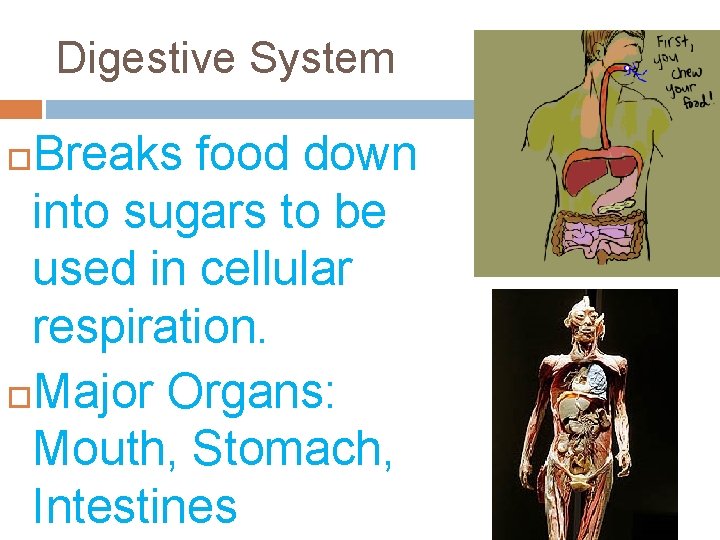 Digestive System Breaks food down into sugars to be used in cellular respiration. Major