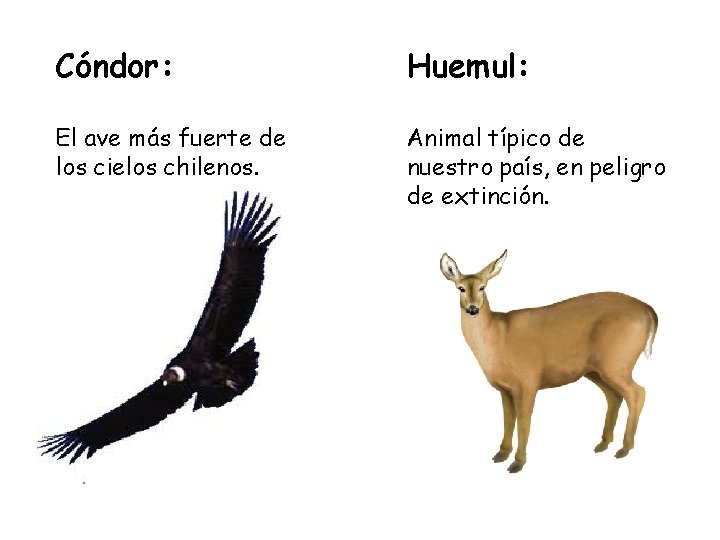 Cóndor: Huemul: El ave más fuerte de los cielos chilenos. Animal típico de nuestro