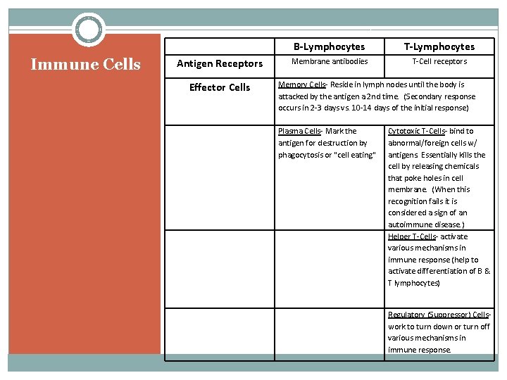 Immune Cells Antigen Receptors Effector Cells B-Lymphocytes T-Lymphocytes Membrane antibodies T-Cell receptors Memory Cells-