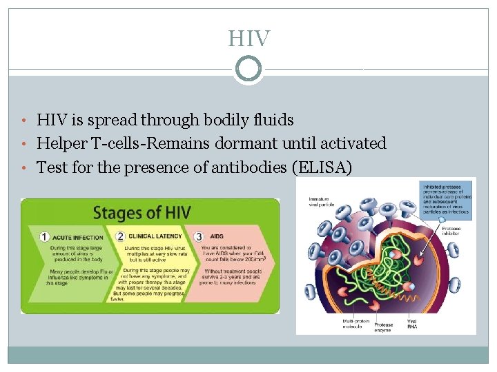 HIV • HIV is spread through bodily fluids • Helper T-cells-Remains dormant until activated