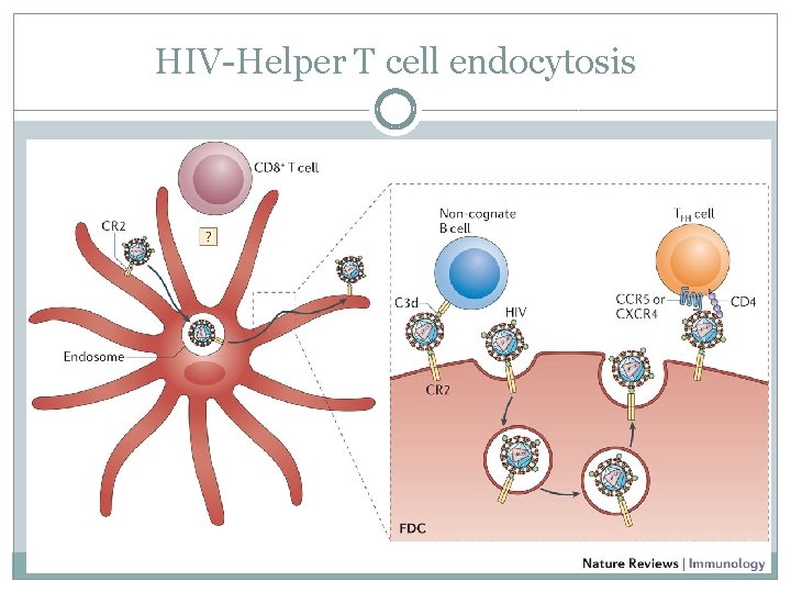 HIV-Helper T cell endocytosis 