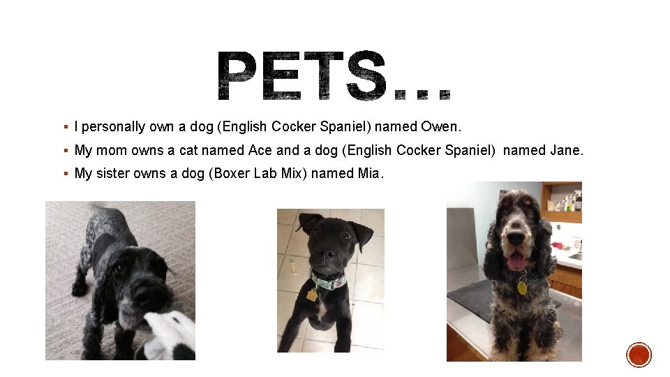 § I personally own a dog (English Cocker Spaniel) named Owen. § My mom