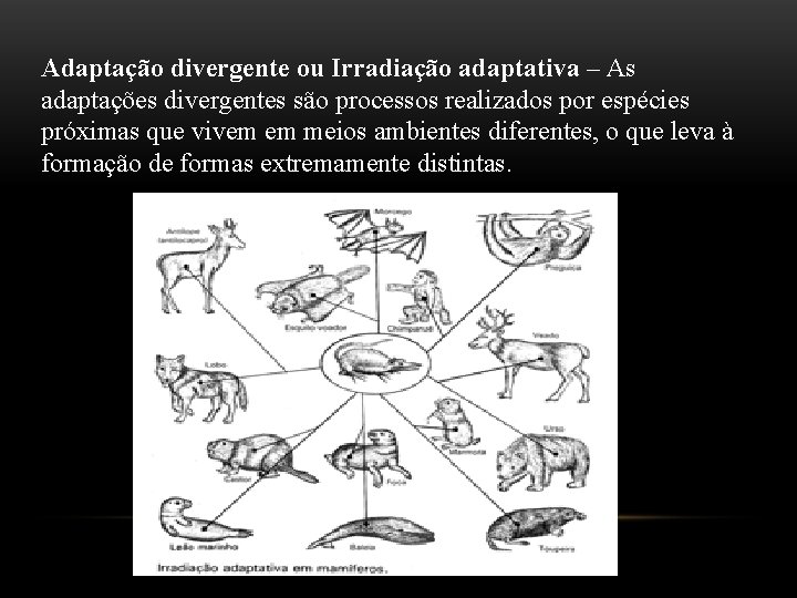 Adaptação divergente ou Irradiação adaptativa – As adaptações divergentes são processos realizados por espécies