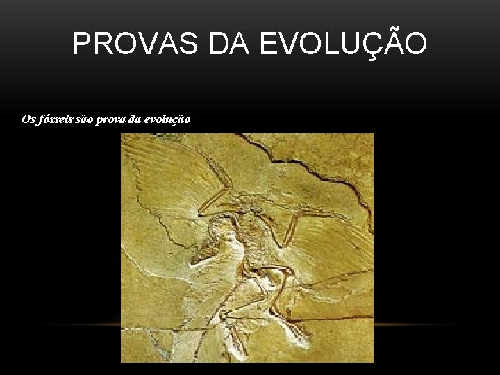 PROVAS DA EVOLUÇÃO Os fósseis são prova da evolução 