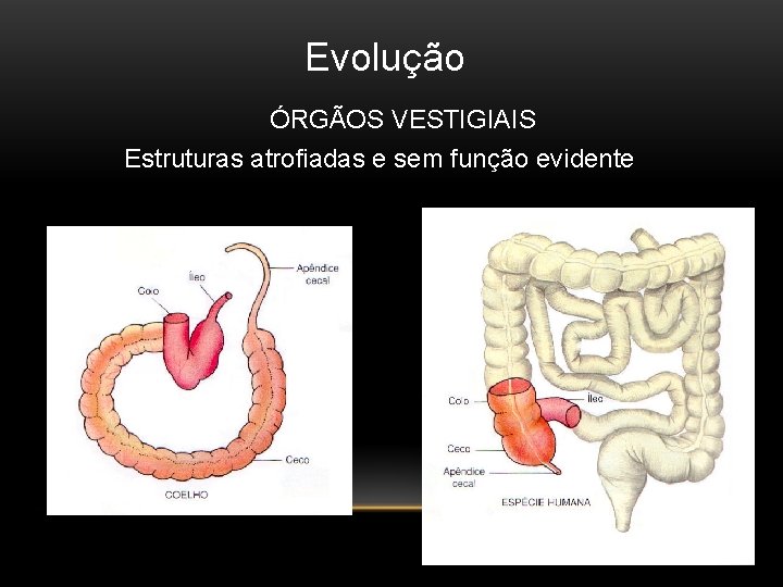 Evolução ÓRGÃOS VESTIGIAIS Estruturas atrofiadas e sem função evidente 