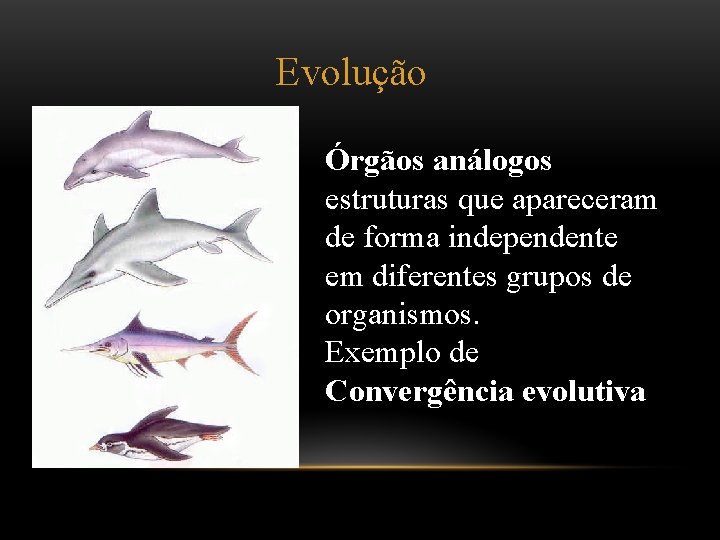 Evolução Órgãos análogos estruturas que apareceram de forma independente em diferentes grupos de organismos.