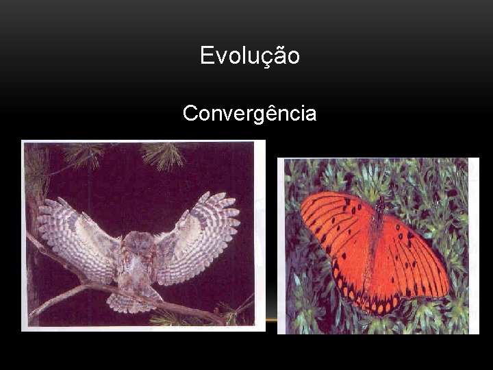 Evolução Convergência 
