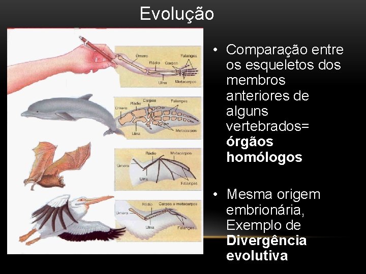 Evolução • Comparação entre os esqueletos dos membros anteriores de alguns vertebrados= órgãos homólogos