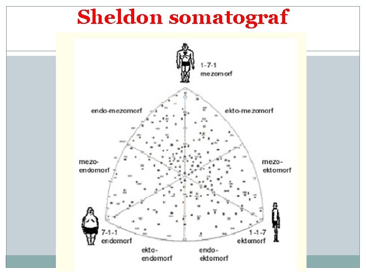 Sheldon somatograf 