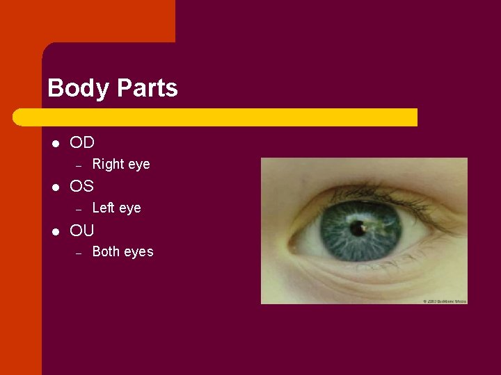 Body Parts l OD – l OS – l Right eye Left eye OU