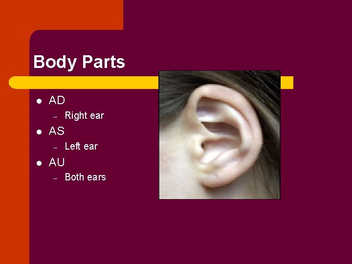 Body Parts l AD – l AS – l Right ear Left ear AU