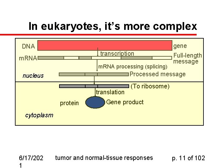 In eukaryotes, it’s more complex gene DNA transcription m. RNA processing (splicing) Full-length message