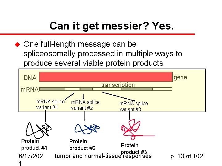 Can it get messier? Yes. u One full-length message can be spliceosomally processed in