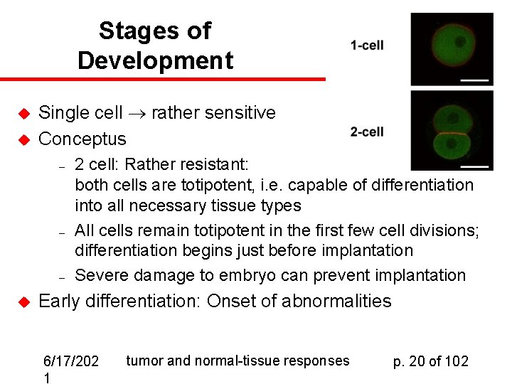 Stages of Development u u Single cell rather sensitive Conceptus – – – u