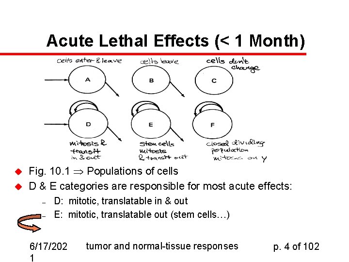 Acute Lethal Effects (< 1 Month) u u Fig. 10. 1 Populations of cells