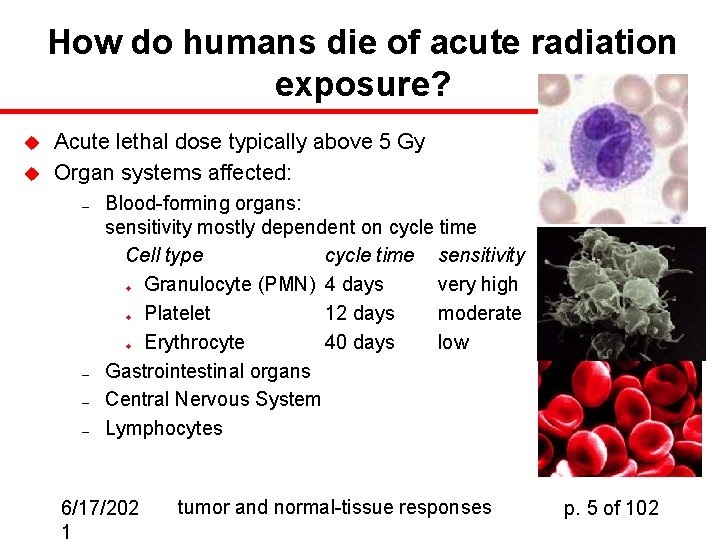 How do humans die of acute radiation exposure? u u Acute lethal dose typically