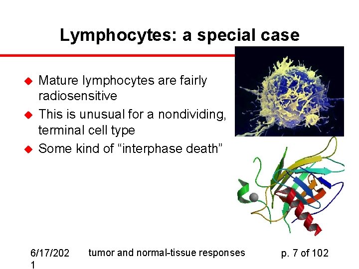 Lymphocytes: a special case u u u Mature lymphocytes are fairly radiosensitive This is