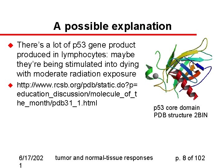 A possible explanation u There’s a lot of p 53 gene product produced in