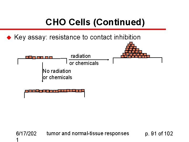 CHO Cells (Continued) u Key assay: resistance to contact inhibition radiation or chemicals No