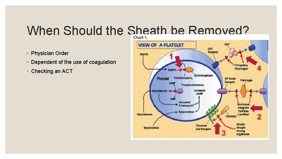 When Should the Sheath be Removed? ◦ Physician Order ◦ Dependent of the use