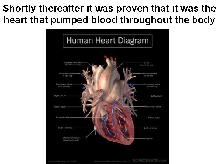 Shortly thereafter it was proven that it was the heart that pumped blood throughout