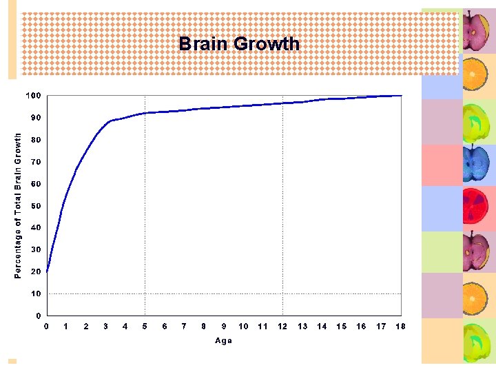 Brain Growth 