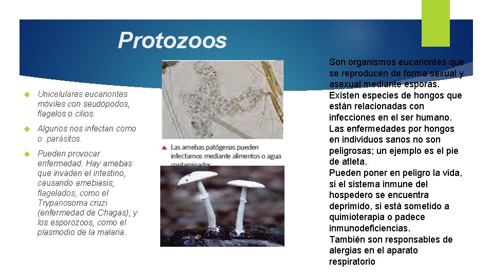 Protozoos Unicelulares eucariontes móviles con seudópodos, flagelos o cilios. Algunos infectan como o parásitos.