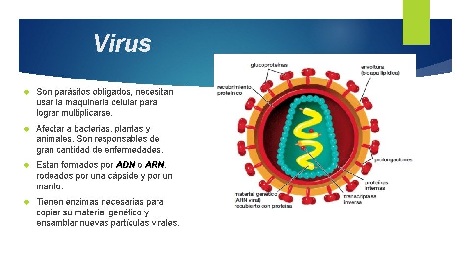 Virus Son parásitos obligados, necesitan usar la maquinaria celular para lograr multiplicarse. Afectar a