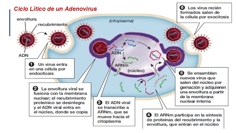 Ciclo Lítico de un Adenovirus 