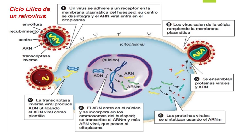 Ciclo Lítico de un retrovirus 