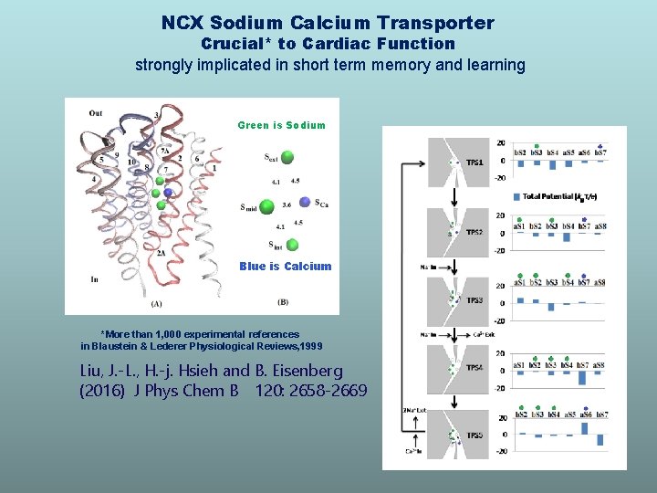 NCX Sodium Calcium Transporter Crucial* to Cardiac Function strongly implicated in short term memory