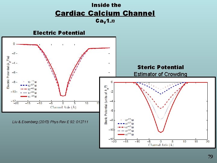 Inside the Cardiac Calcium Channel Ca. V 1. n Electric Potential Steric Potential Estimator