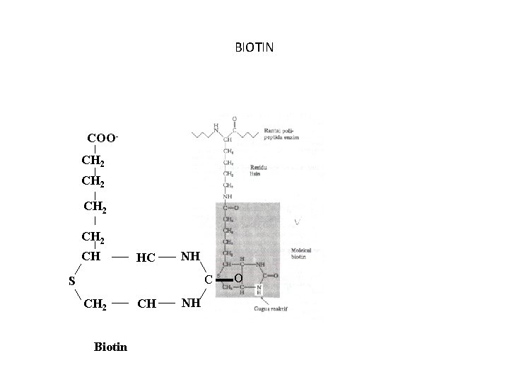 BIOTIN COOCH 2 CH HC NH C S CH 2 Biotin CH NH O