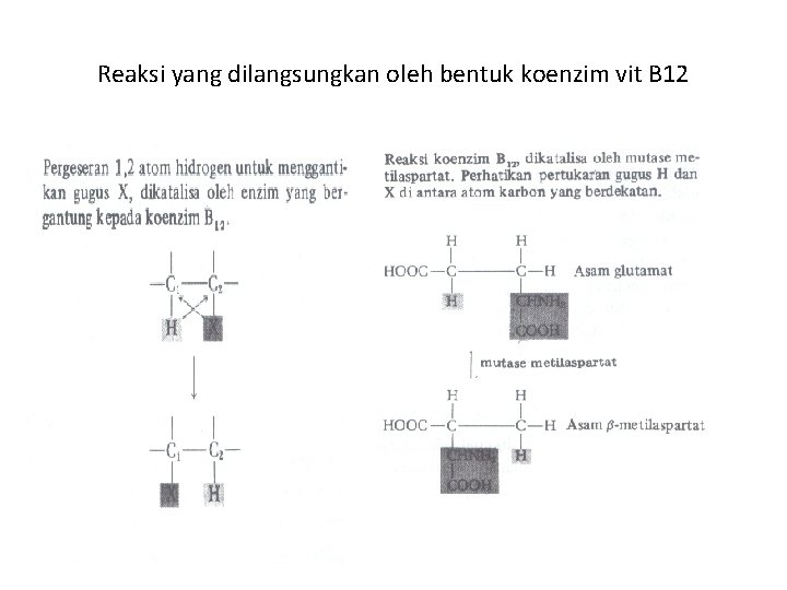 Reaksi yang dilangsungkan oleh bentuk koenzim vit B 12 