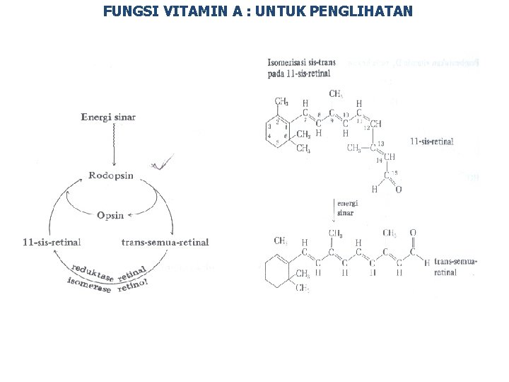 FUNGSI VITAMIN A : UNTUK PENGLIHATAN 