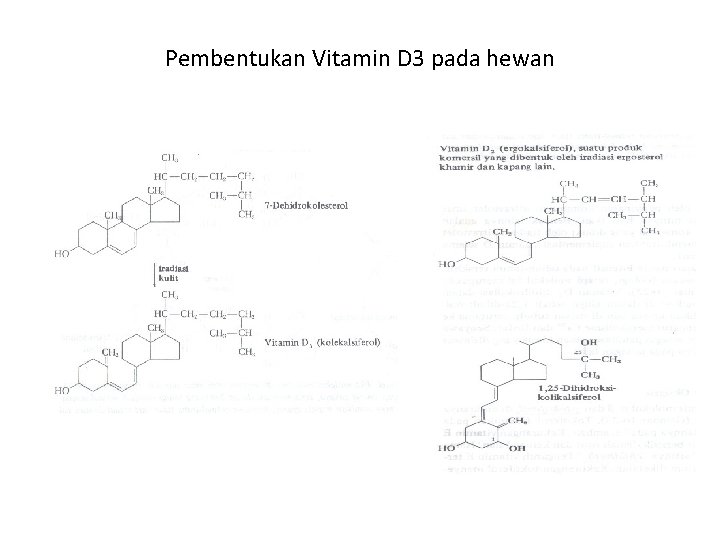 Pembentukan Vitamin D 3 pada hewan 