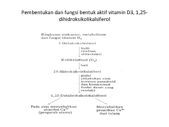 Pembentukan dan fungsi bentuk aktif vitamin D 3, 1, 25 dihidroksikolikalsiferol 