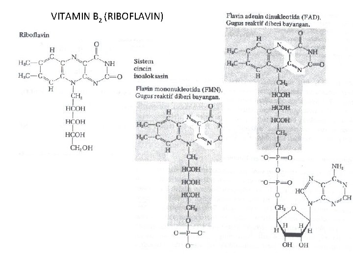 VITAMIN B 2 (RIBOFLAVIN) 