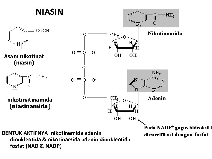 NIASIN C N+ COOH O CH 2 N Asam nikotinat (niasin) C N NH