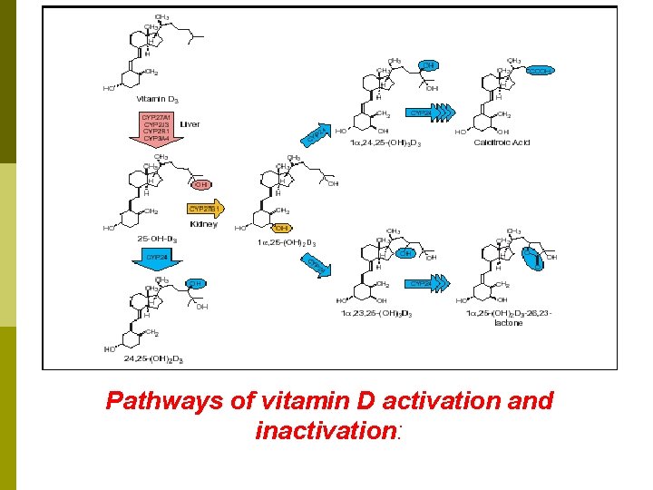 Pathways of vitamin D activation and inactivation: Pathways of vitamin D activation and inactivation: