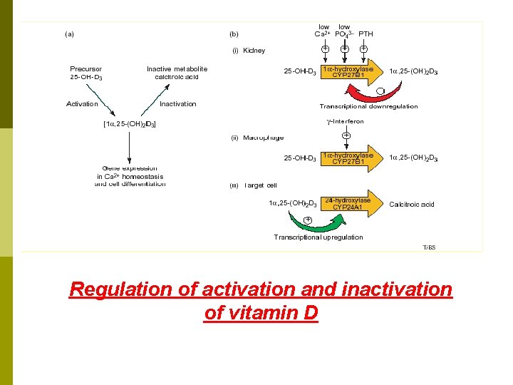 Regulation of activation and inactivation of vitamin D Regulation of activation and inactivation of vitamin D
