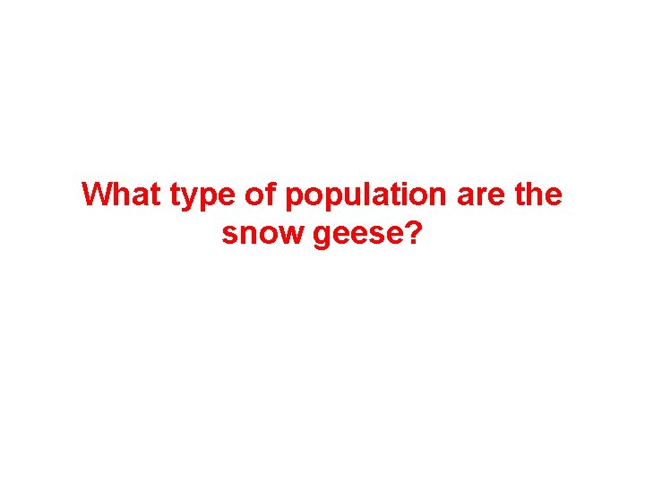What type of population are the snow geese? 