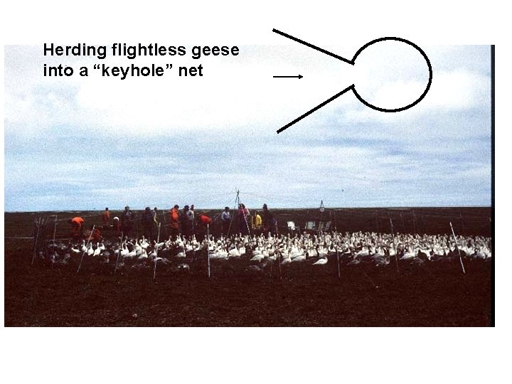 Herding flightless geese into a “keyhole” net 
